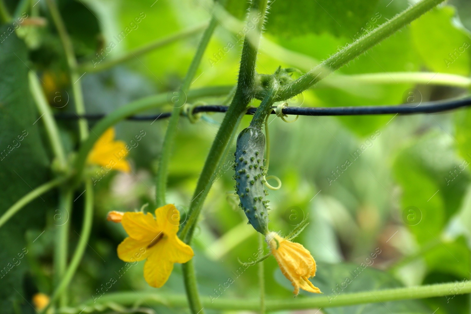 Photo of Cucumber ripening on bush in garden, closeup