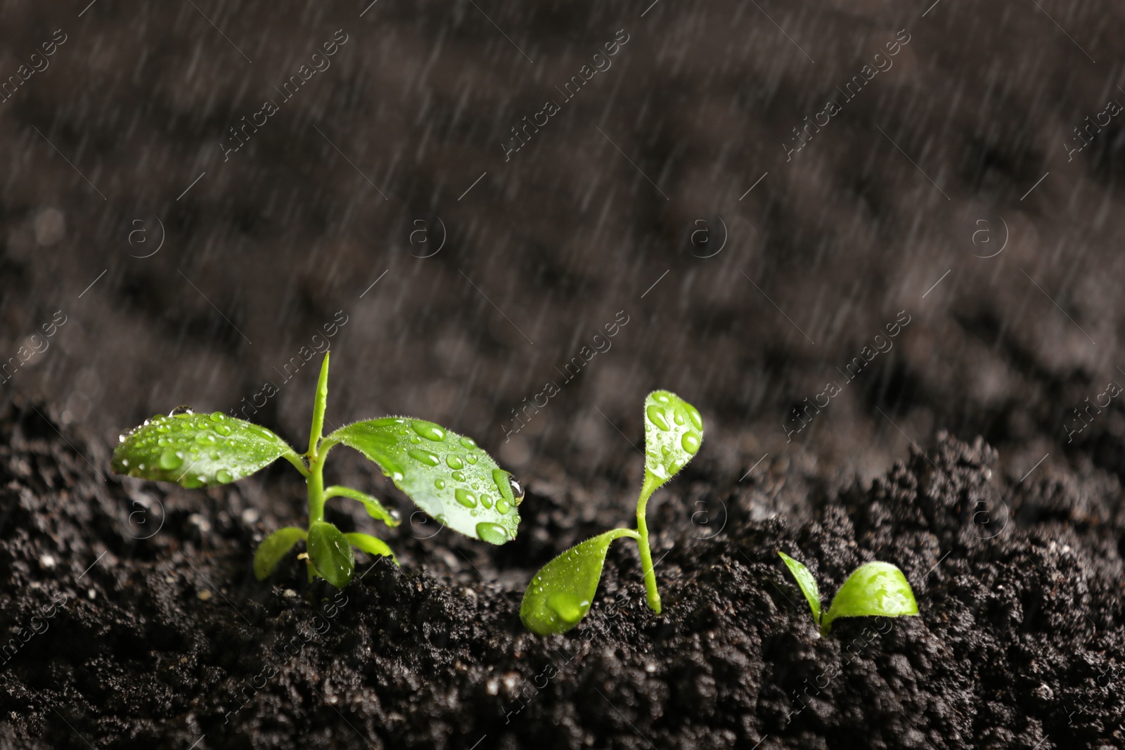 Photo of Fresh seedlings in fertile soil under rain, space for text