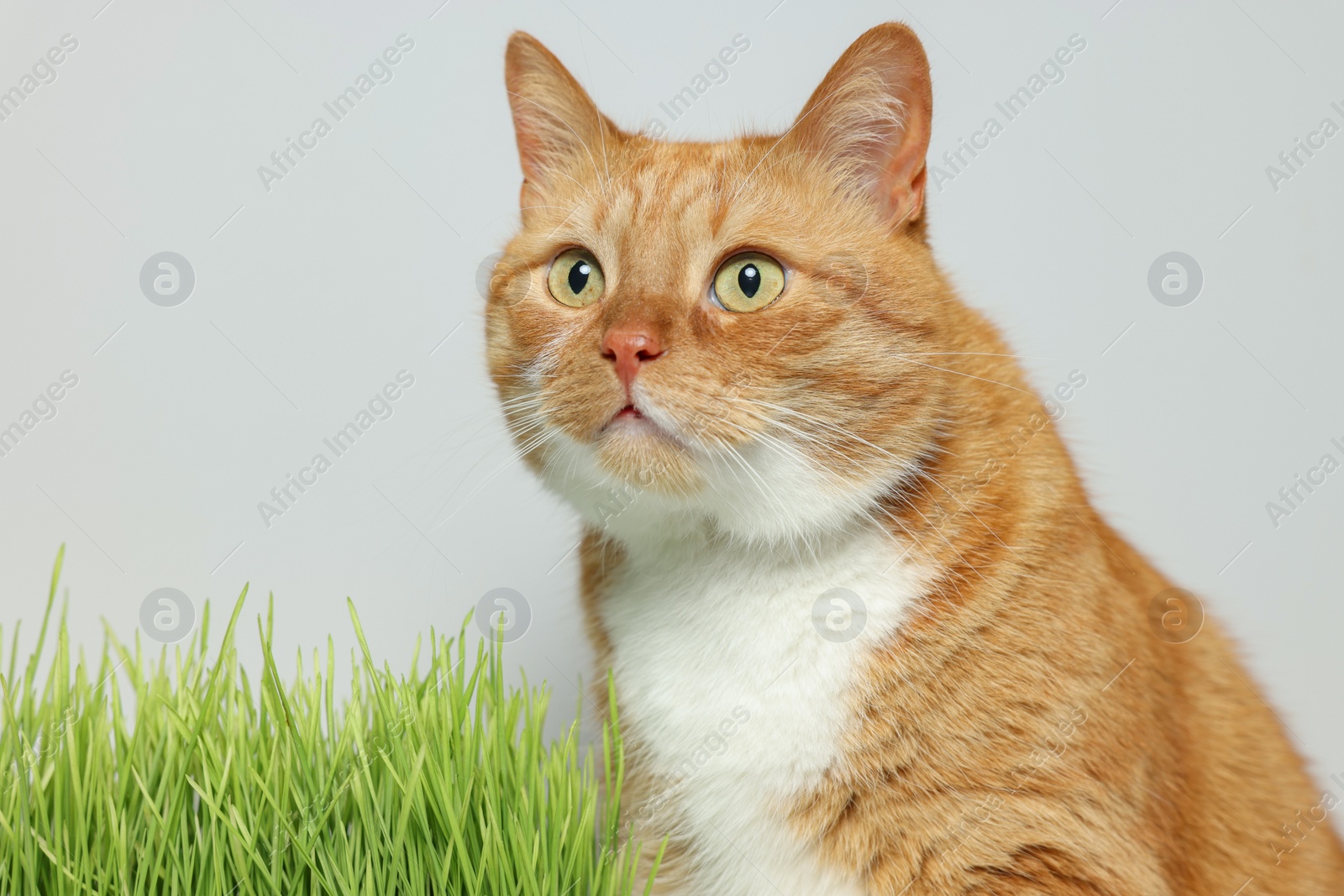 Photo of Cute ginger cat and green grass near light grey wall