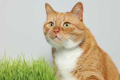 Photo of Cute ginger cat and green grass near light grey wall