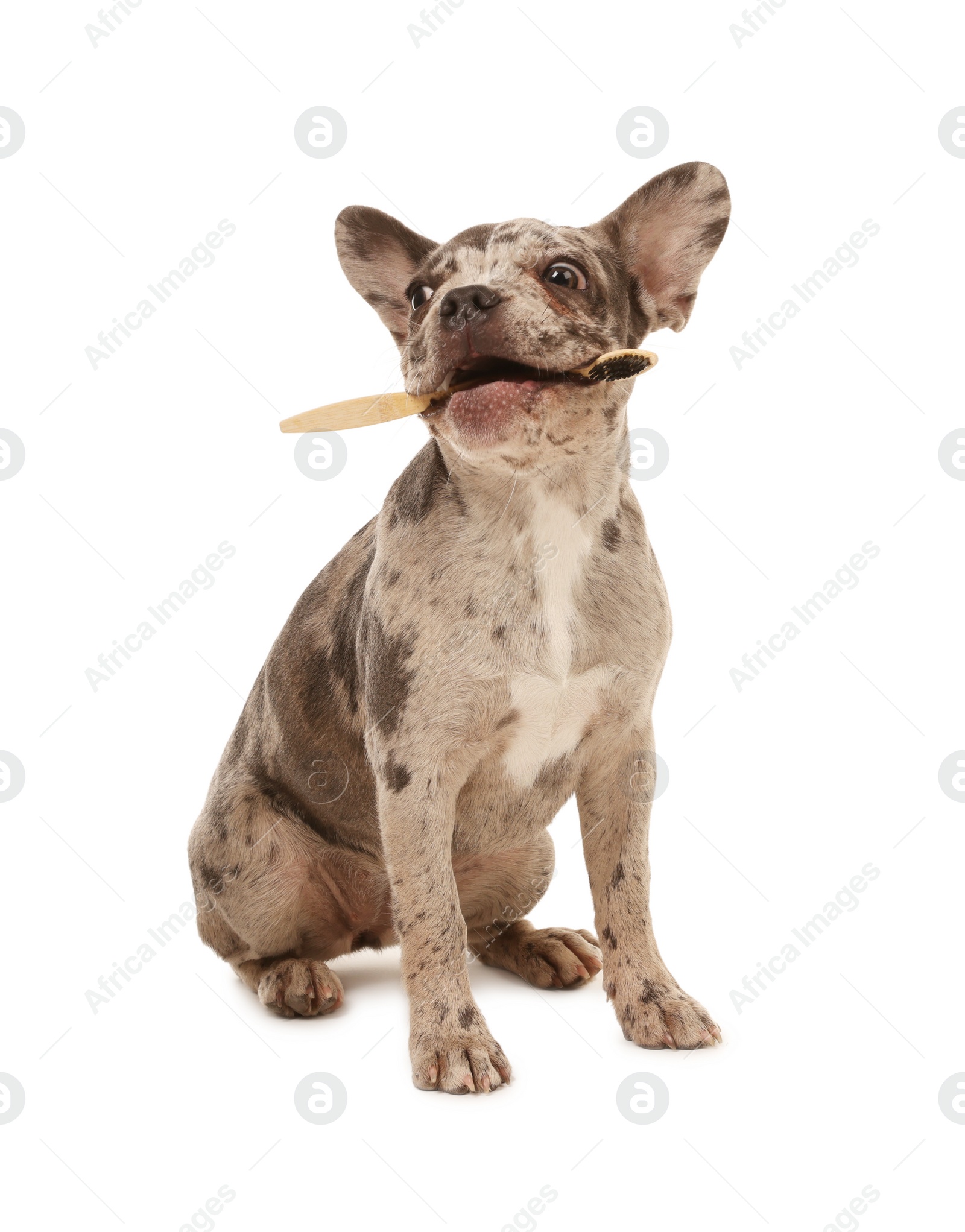 Photo of Cute French Bulldog with toothbrush on white background