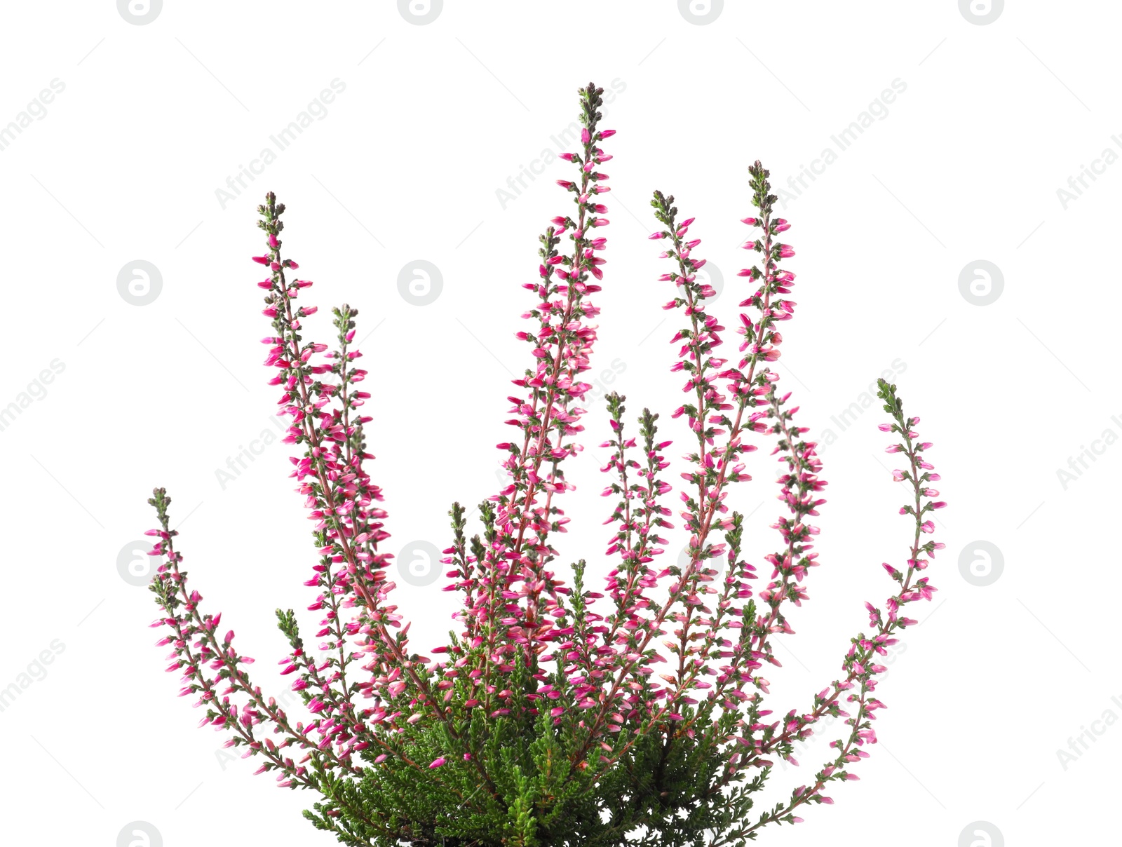 Photo of Heather with beautiful flowers on white background