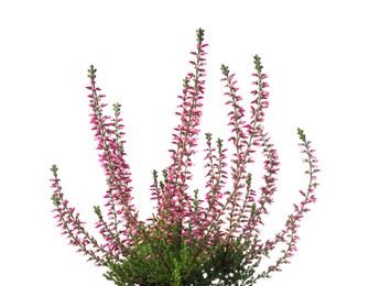 Heather with beautiful flowers on white background