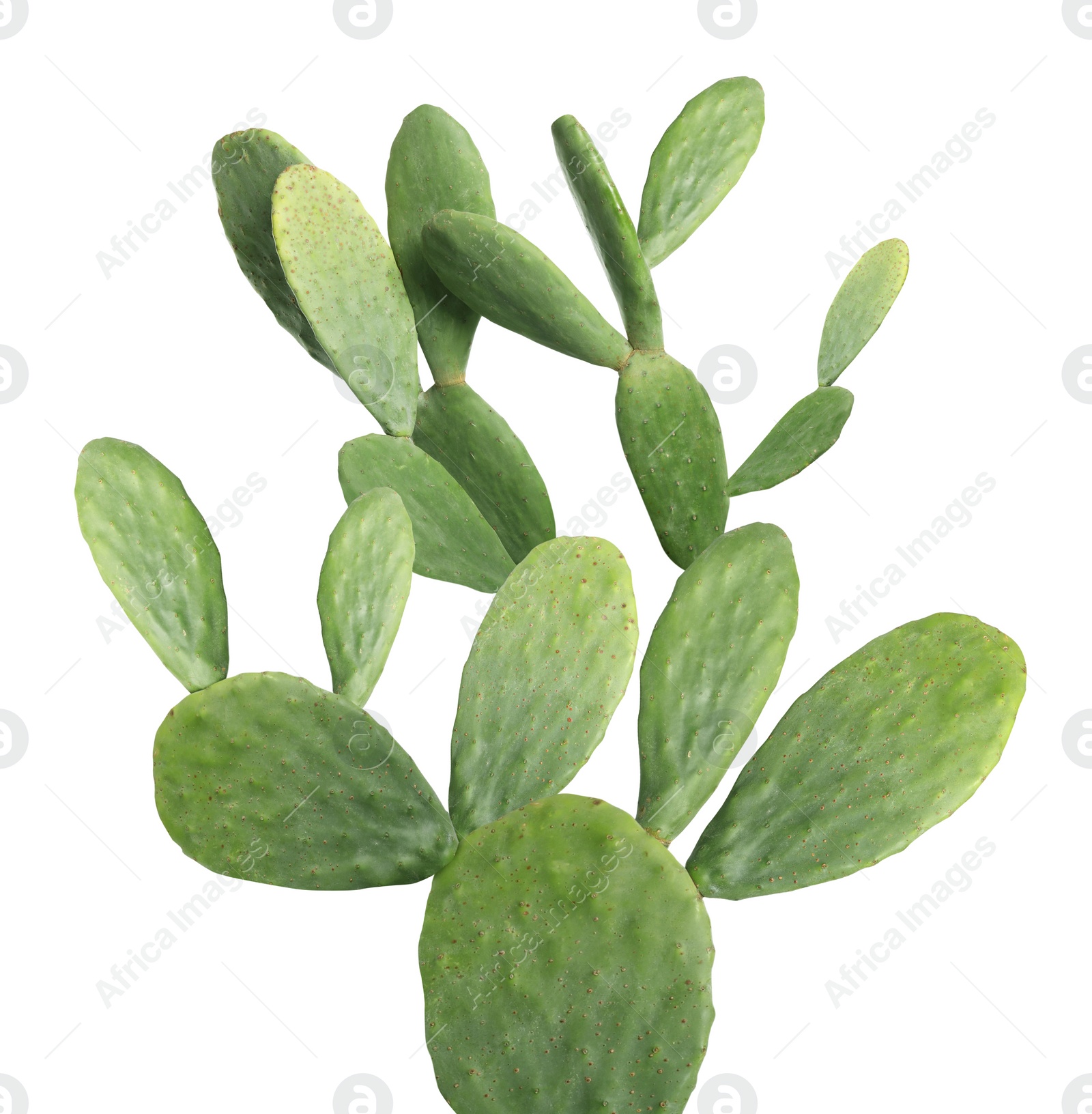 Image of Beautiful big green cactus on white background