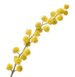 Photo of Beautiful yellow mimosa flowers isolated on white