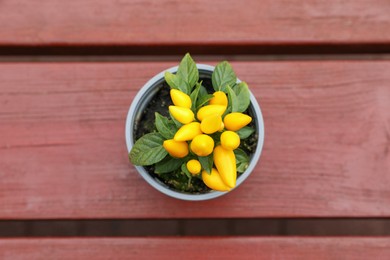 Photo of Capsicum Annuum plant. Potted yellow chili pepper on wooden table, top view