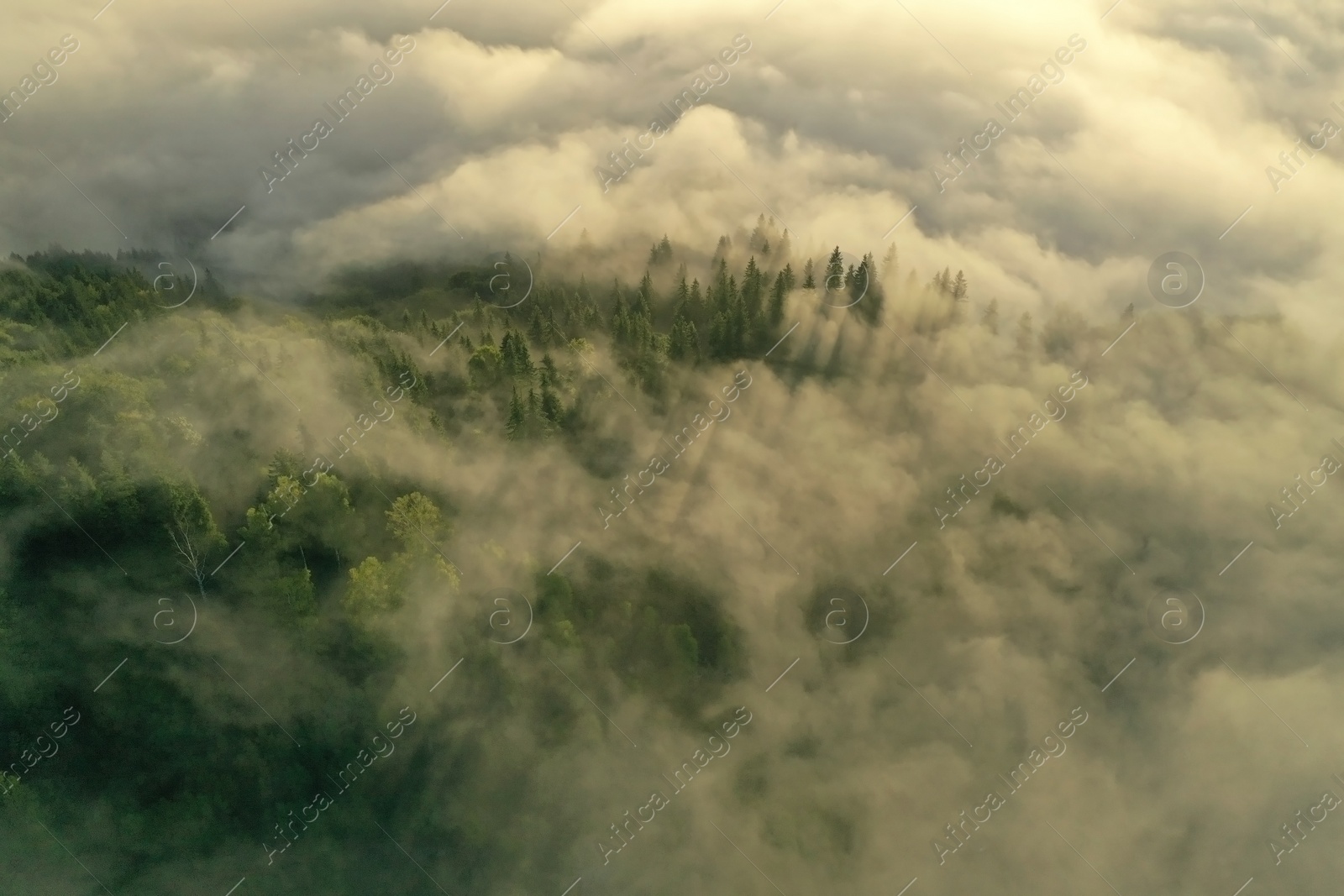 Photo of Aerial view of beautiful forest with conifer trees on foggy morning