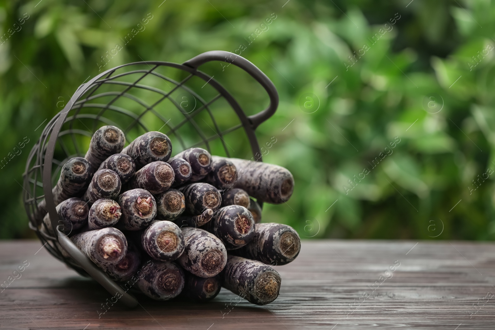 Photo of Raw black carrots in basket on wooden table against blurred background. Space for text