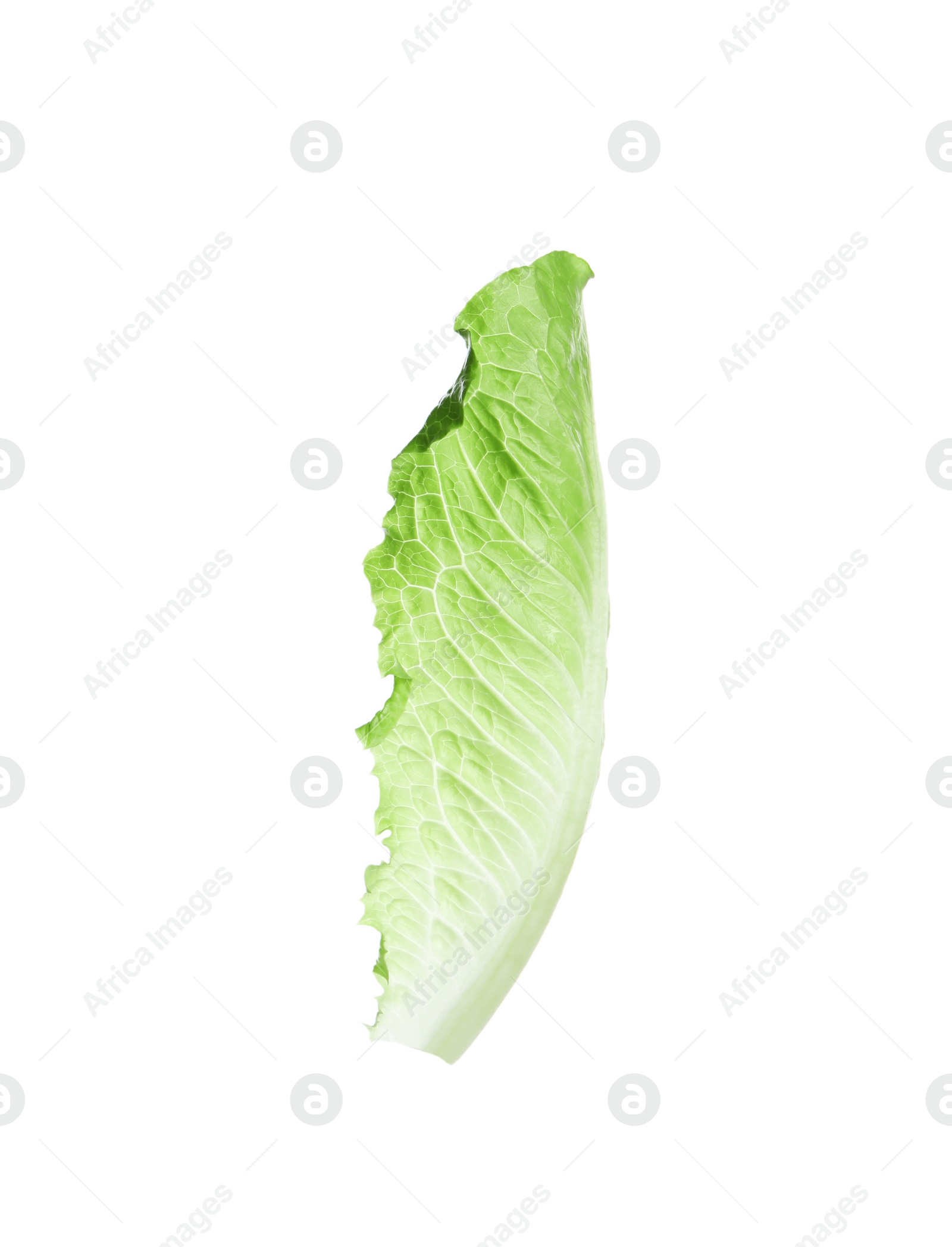 Photo of Fresh leaf of green romaine lettuce isolated on white