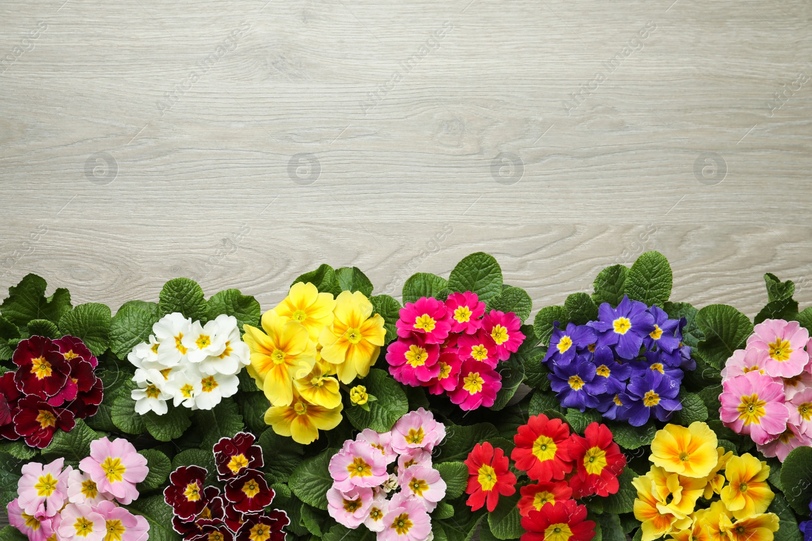 Photo of Primrose Primula Vulgaris flowers on white wooden background, flat lay with space for text. Spring season