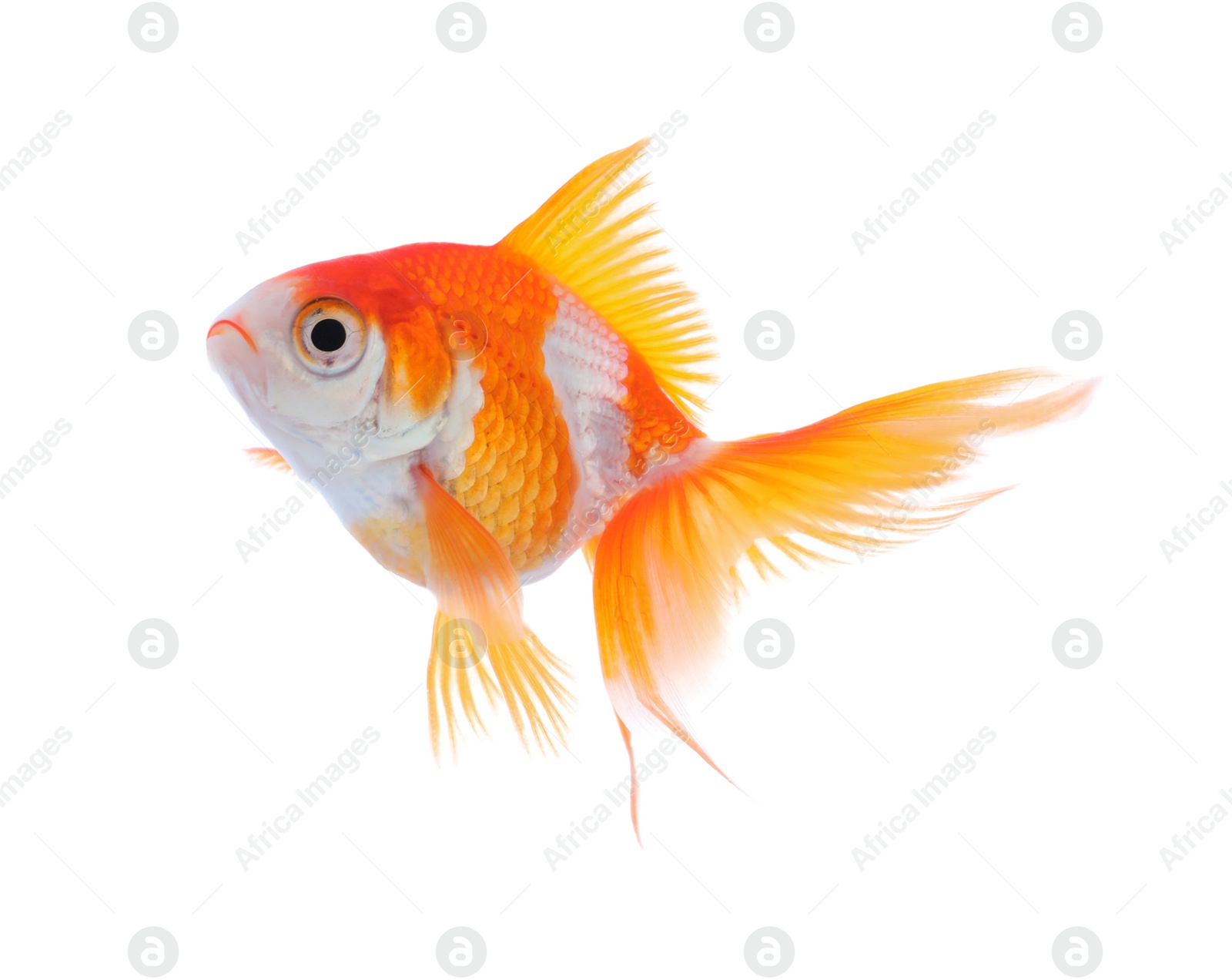 Photo of Beautiful bright small goldfish isolated on white