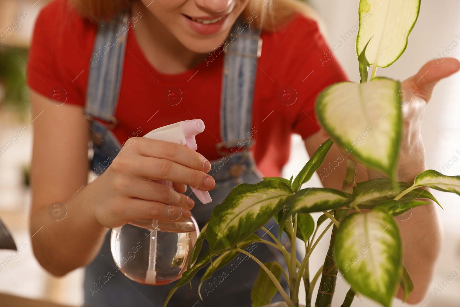 Photo of Young woman spraying Dieffenbachia plant at home, closeup. Engaging hobby