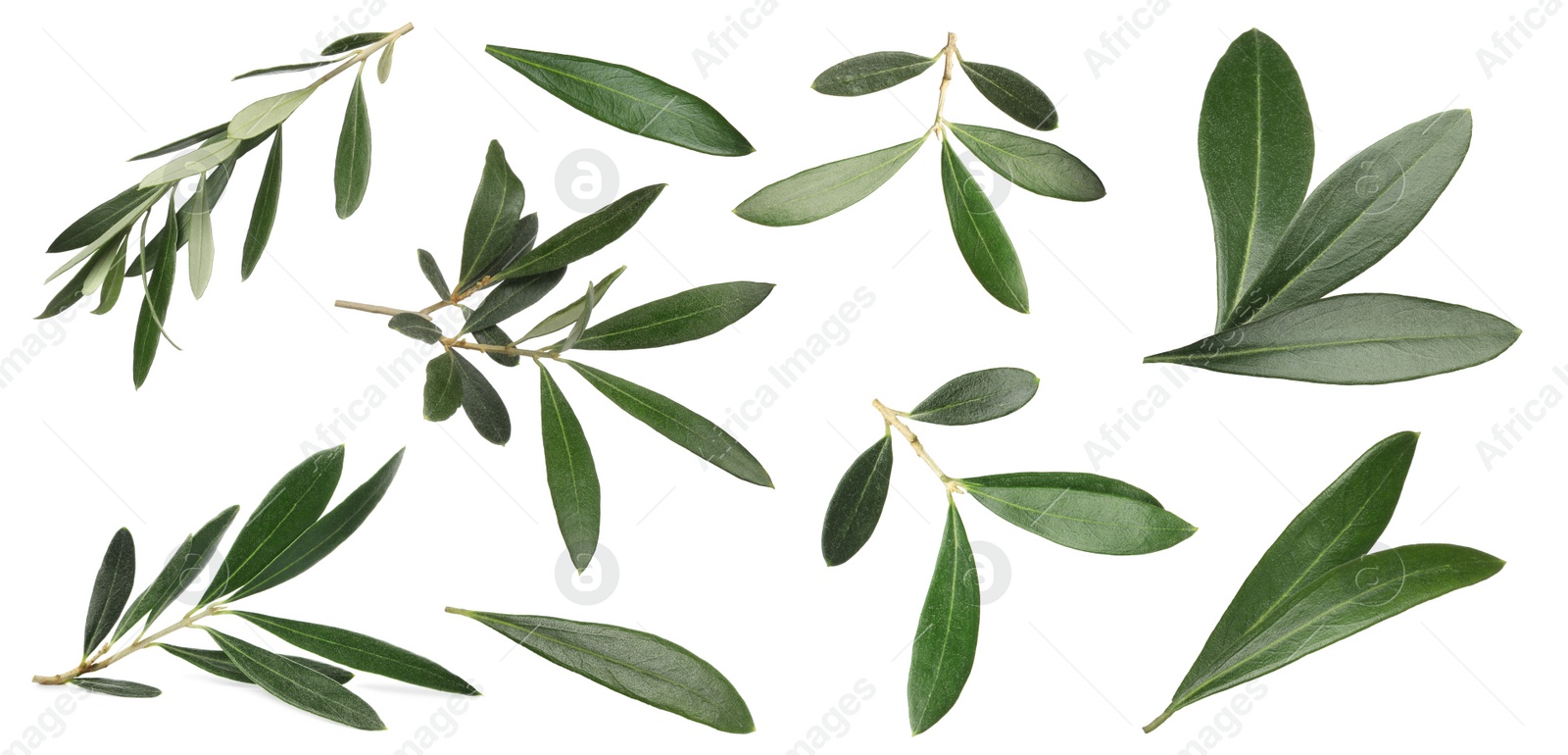 Image of Set with fresh green olive leaves on white background. Banner design