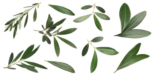 Set with fresh green olive leaves on white background. Banner design