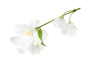 Photo of Branch of jasmine flowers and leaf isolated on white