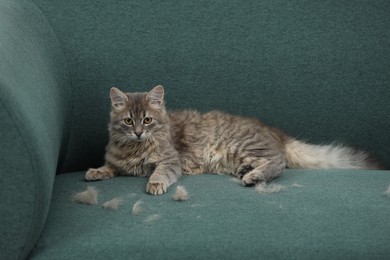 Photo of Pet shedding. Cute cat with lost hair on sofa indoors