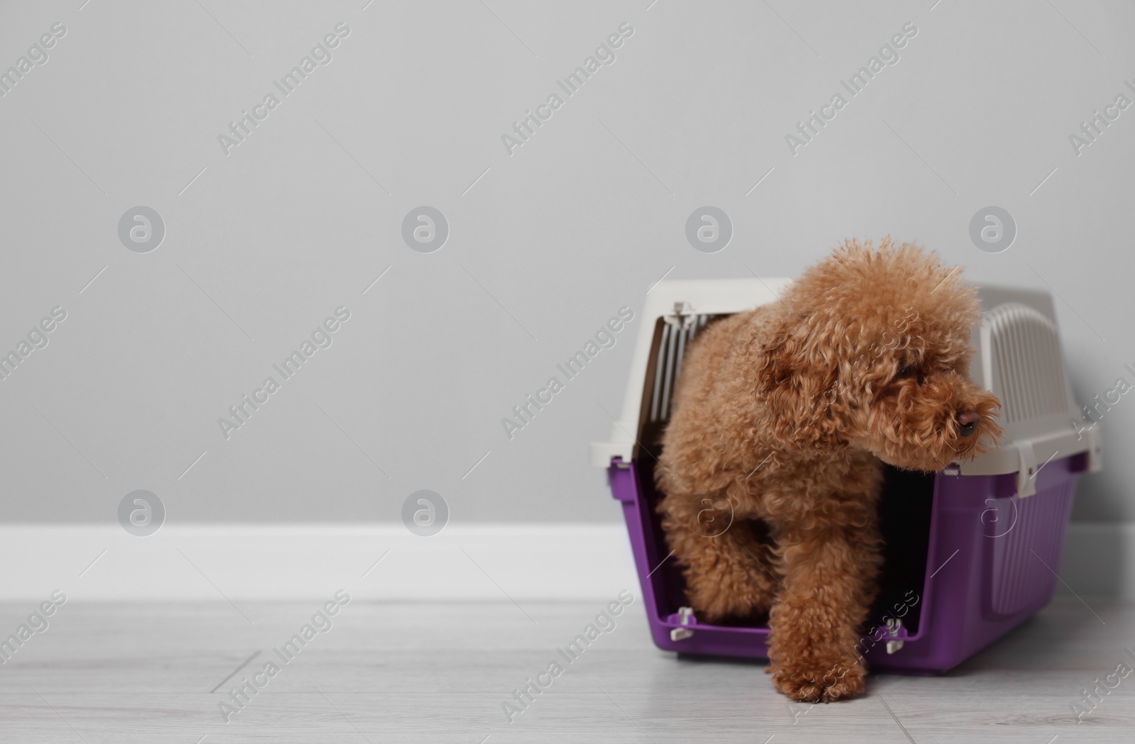 Photo of Travel with pet. Fluffy dog in carrier on floor indoors, space for text