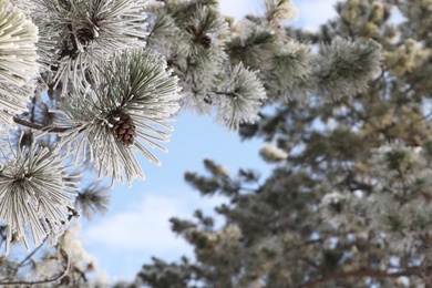 Photo of Conifer tree branches covered with hoarfrost outdoors on winter morning, closeup. Space for text