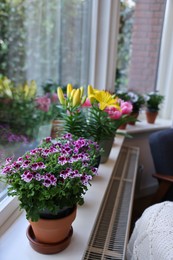 Many beautiful blooming potted plants on windowsill indoors, space for text