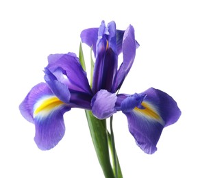 Photo of Beautiful violet iris flower isolated on white