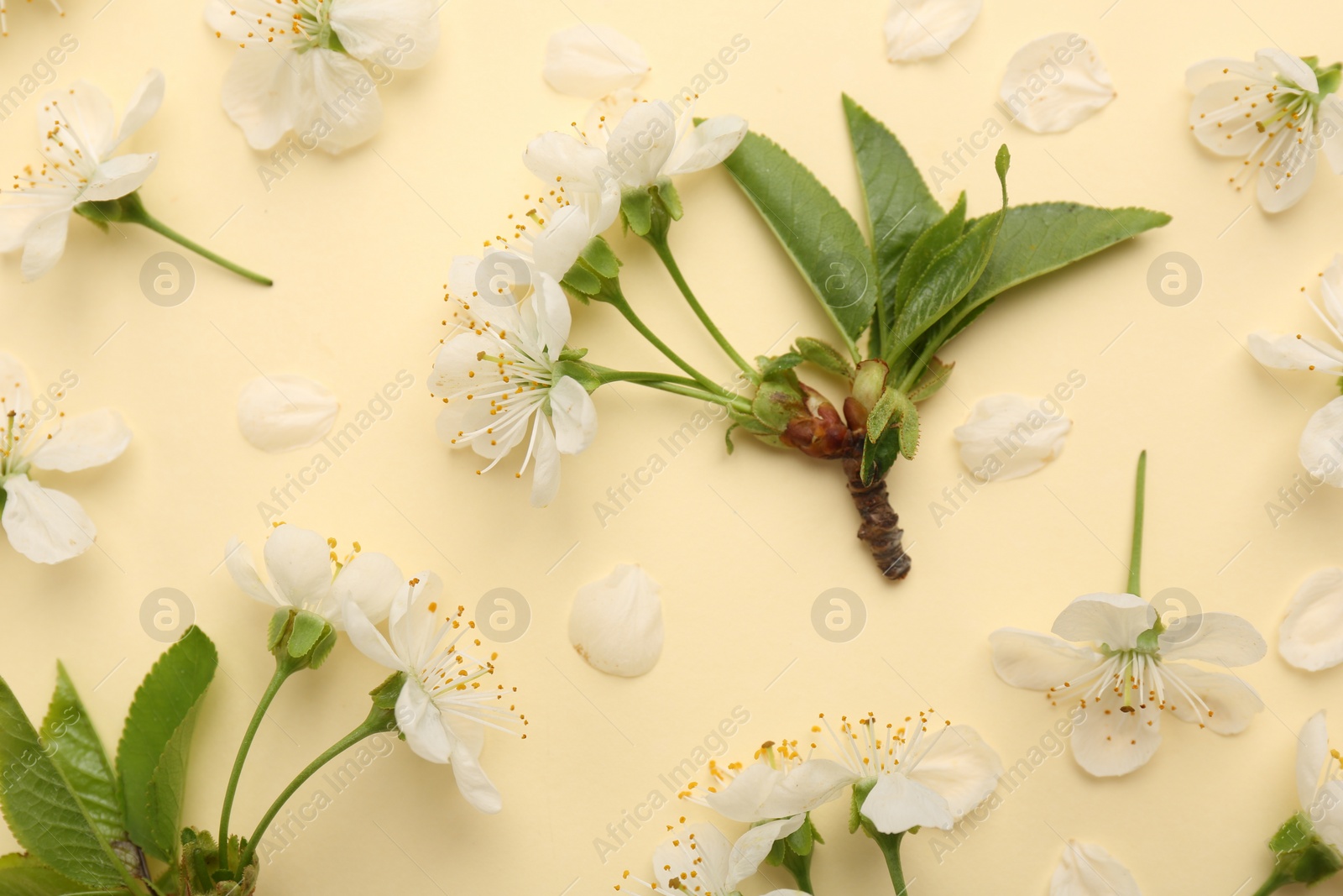 Photo of Beautiful spring tree blossoms and petals on beige background, flat lay