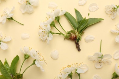 Beautiful spring tree blossoms and petals on beige background, flat lay