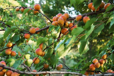Photo of Tree branches with sweet ripe apricots outdoors