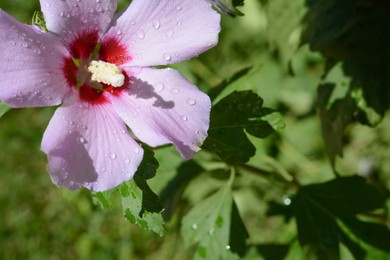 Beautiful hibiscus flower with water drops outdoors on sunny day, closeup. Space for text