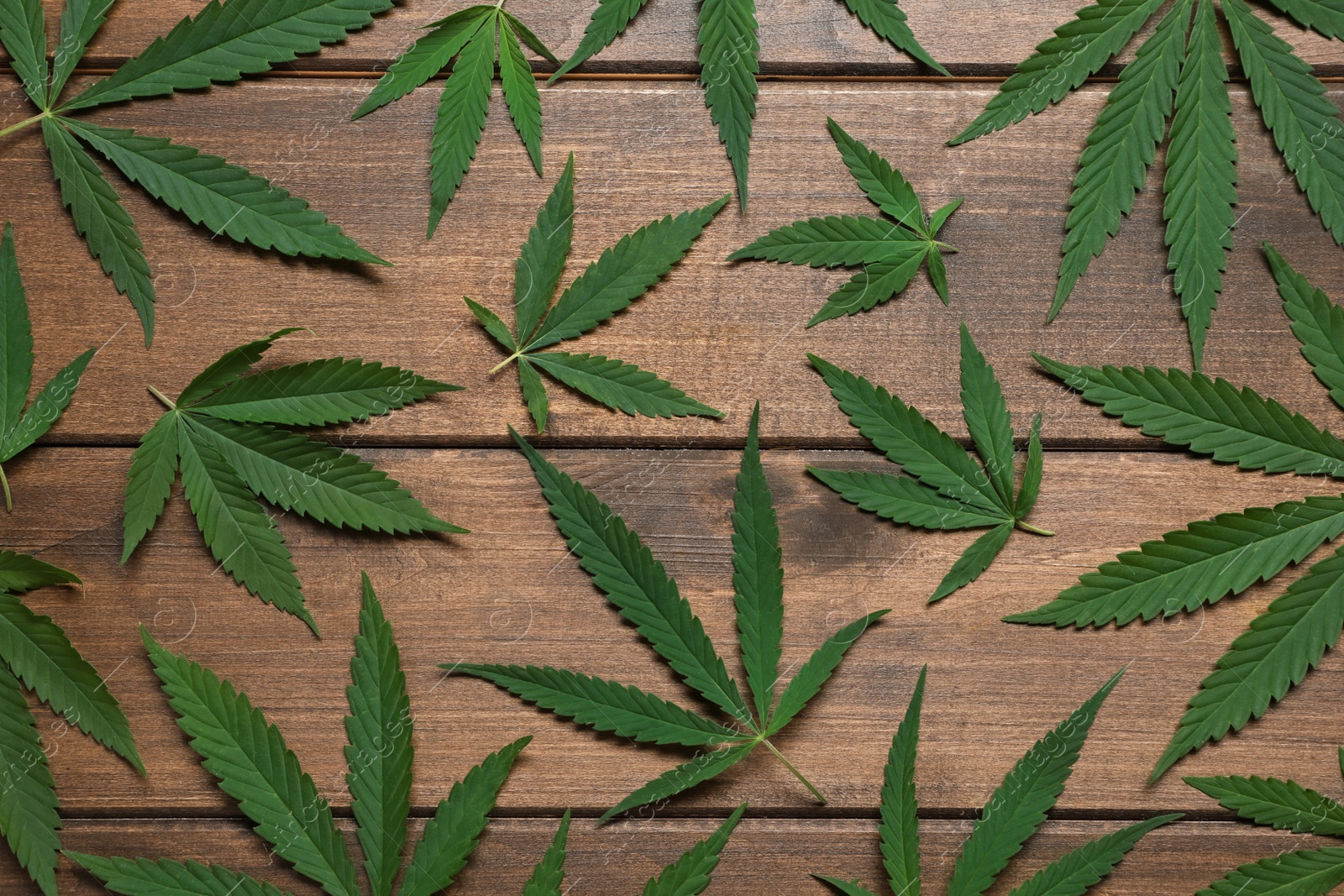 Photo of Fresh green hemp leaves on wooden table, flat lay