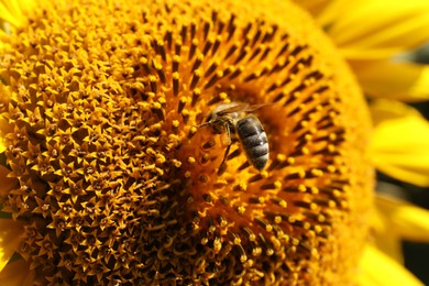 Photo of Honeybee collecting nectar from sunflower outdoors, closeup