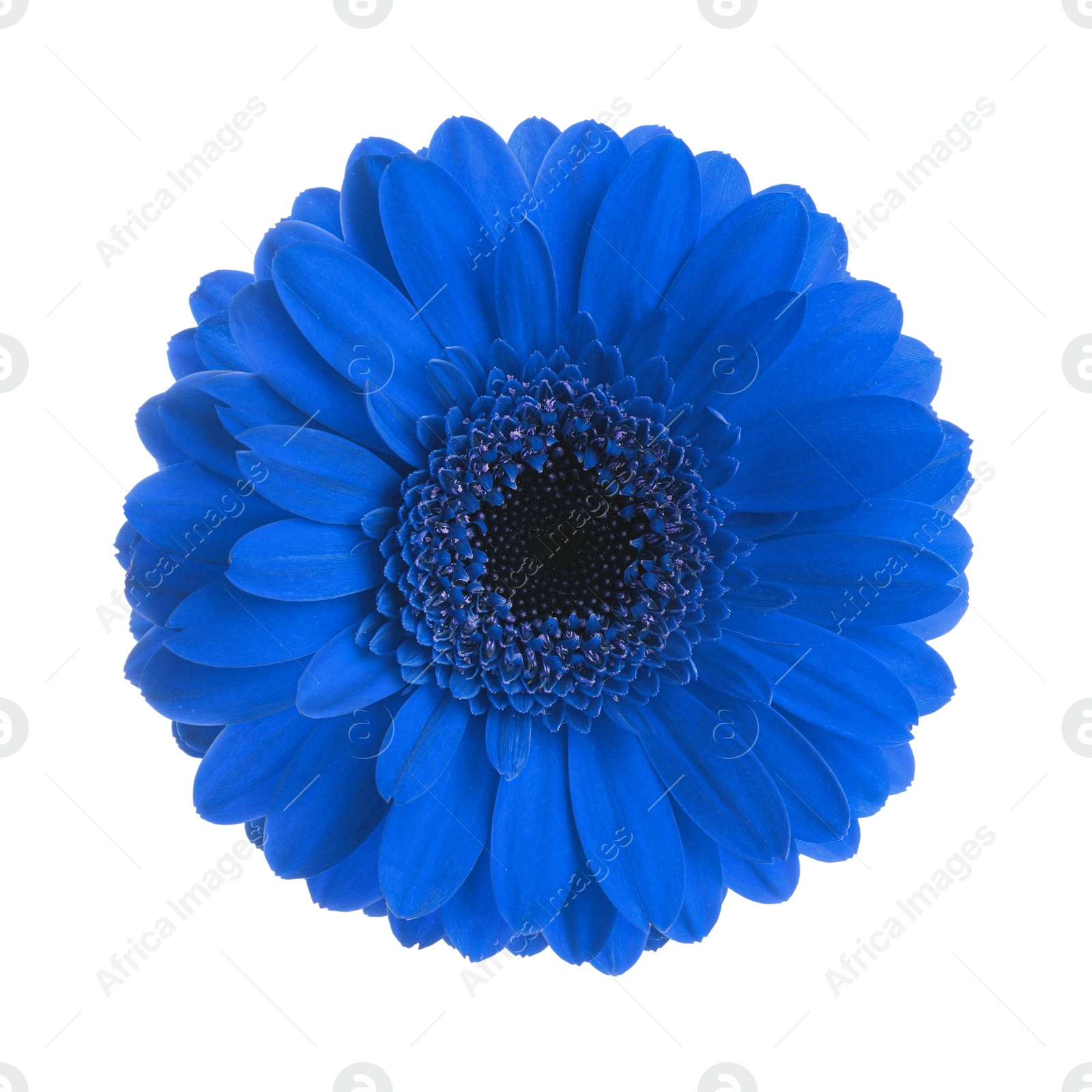 Image of Beautiful blue gerbera flower on white background