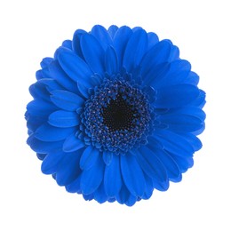 Image of Beautiful blue gerbera flower on white background