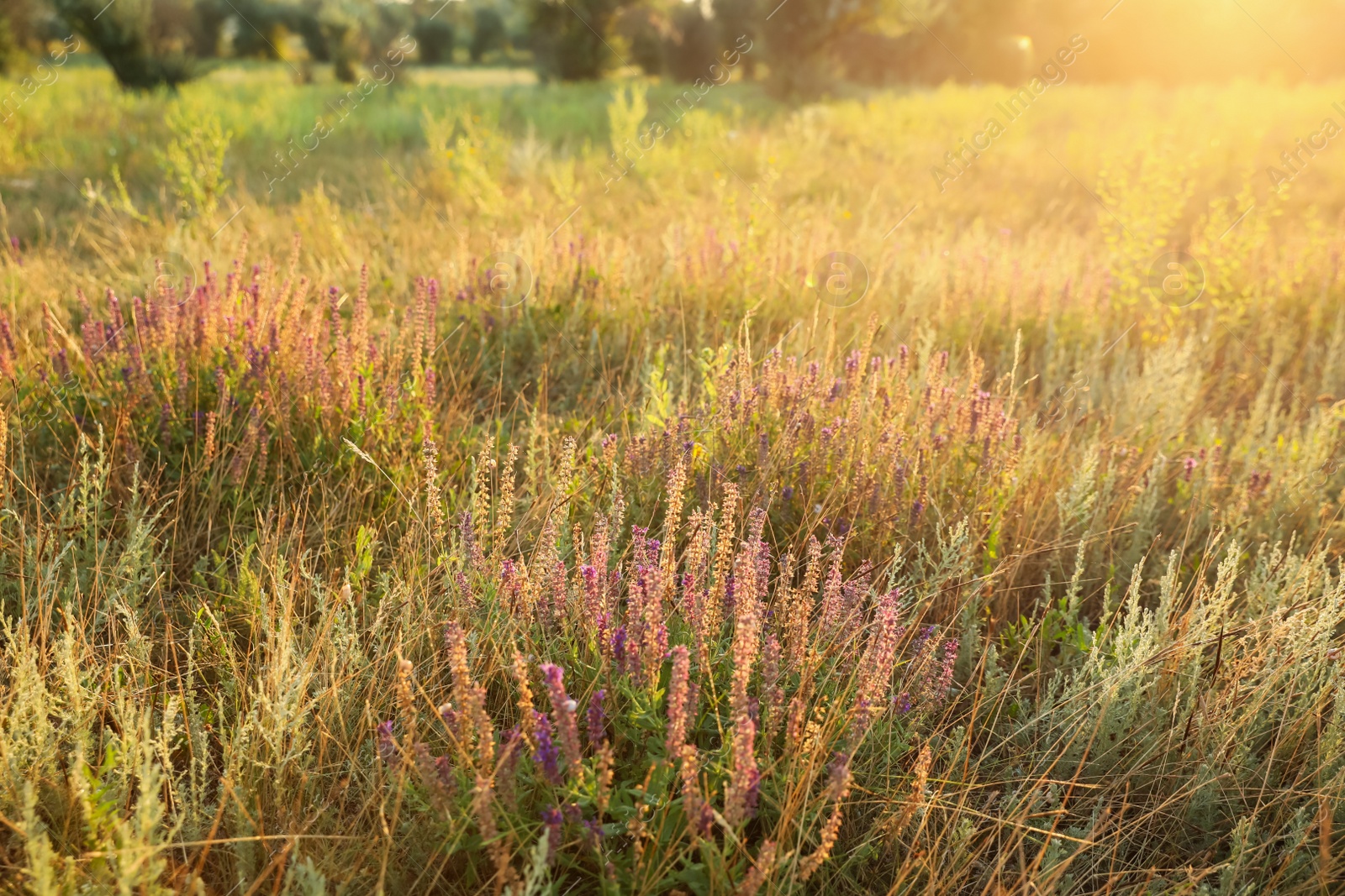 Photo of Beautiful field with wild flowers in morning