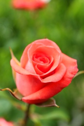 Photo of Beautiful blooming rose in garden, closeup view