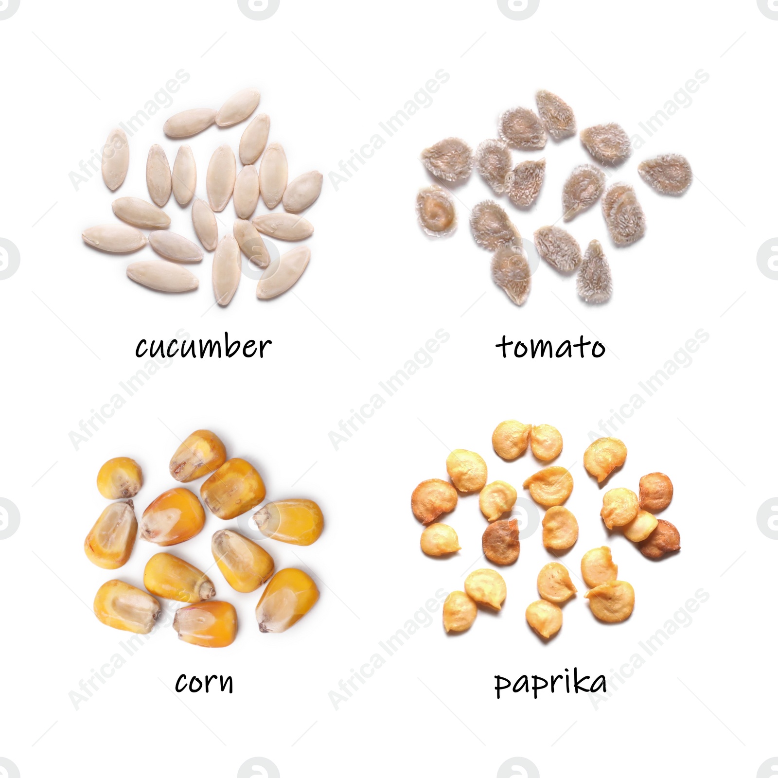 Image of Set of vegetable seeds and its names on white background, top view. Cucumber, tomato, corn and paprika