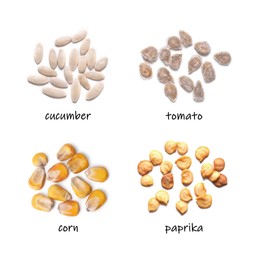 Set of vegetable seeds and its names on white background, top view. Cucumber, tomato, corn and paprika