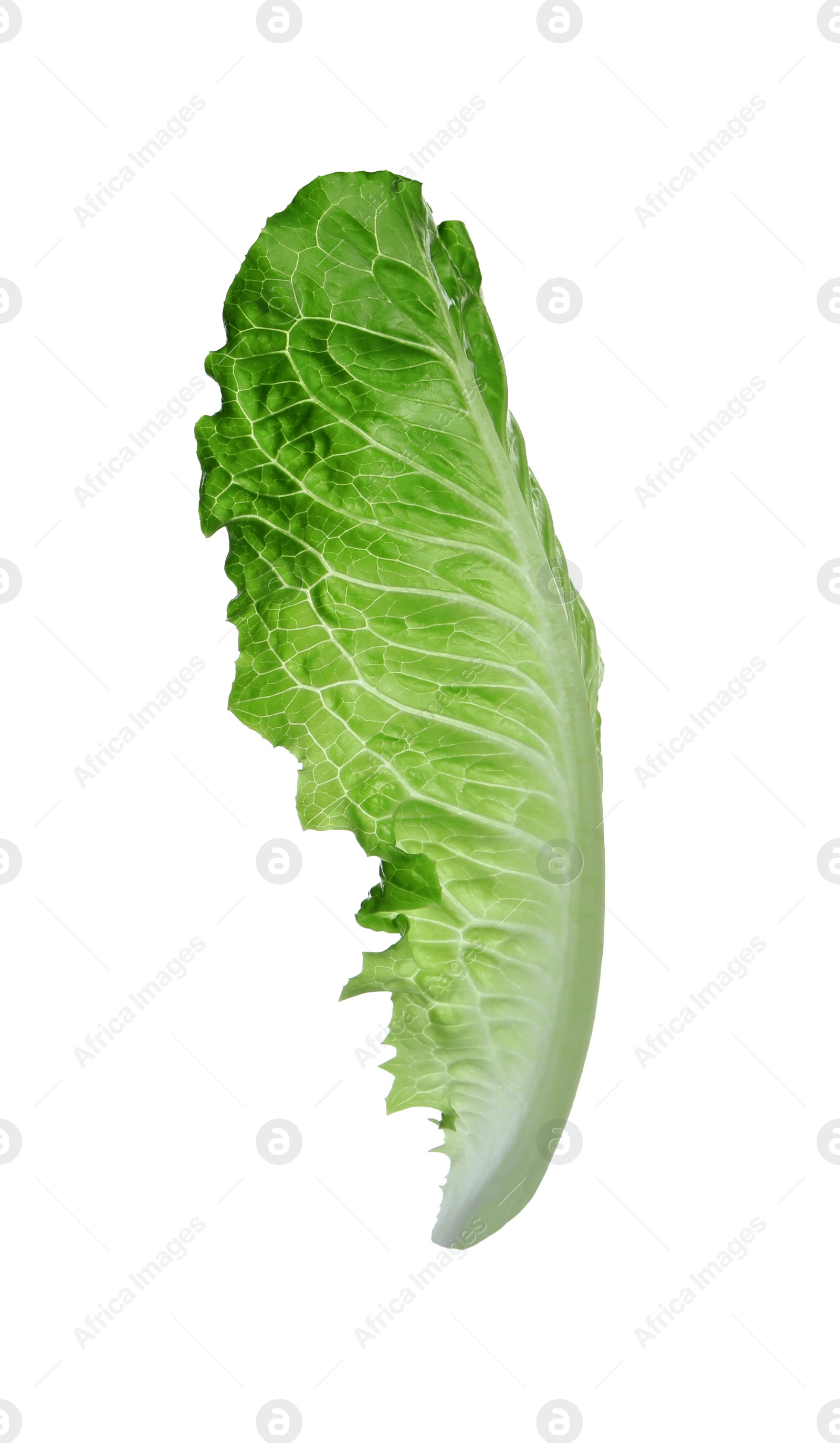 Photo of Fresh leaf of green romaine lettuce isolated on white