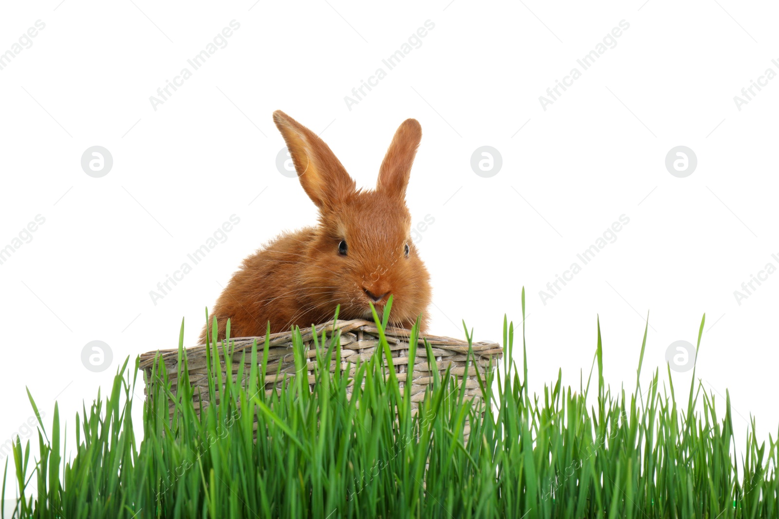 Photo of Cute red bunny in wicker basket among green grass on white background