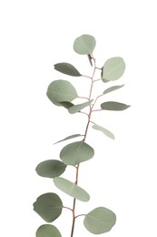 Eucalyptus branch with fresh leaves isolated on white