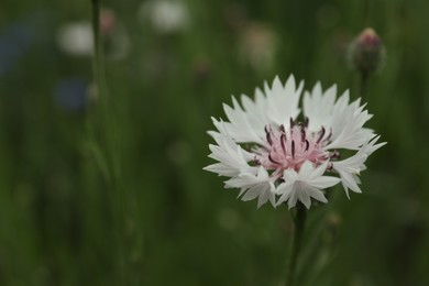 Beautiful pink cornflower outdoors on summer day, closeup