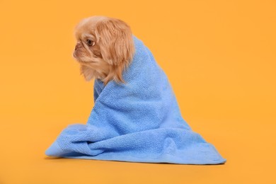 Cute Pekingese dog wrapped in towel on yellow background. Pet hygiene
