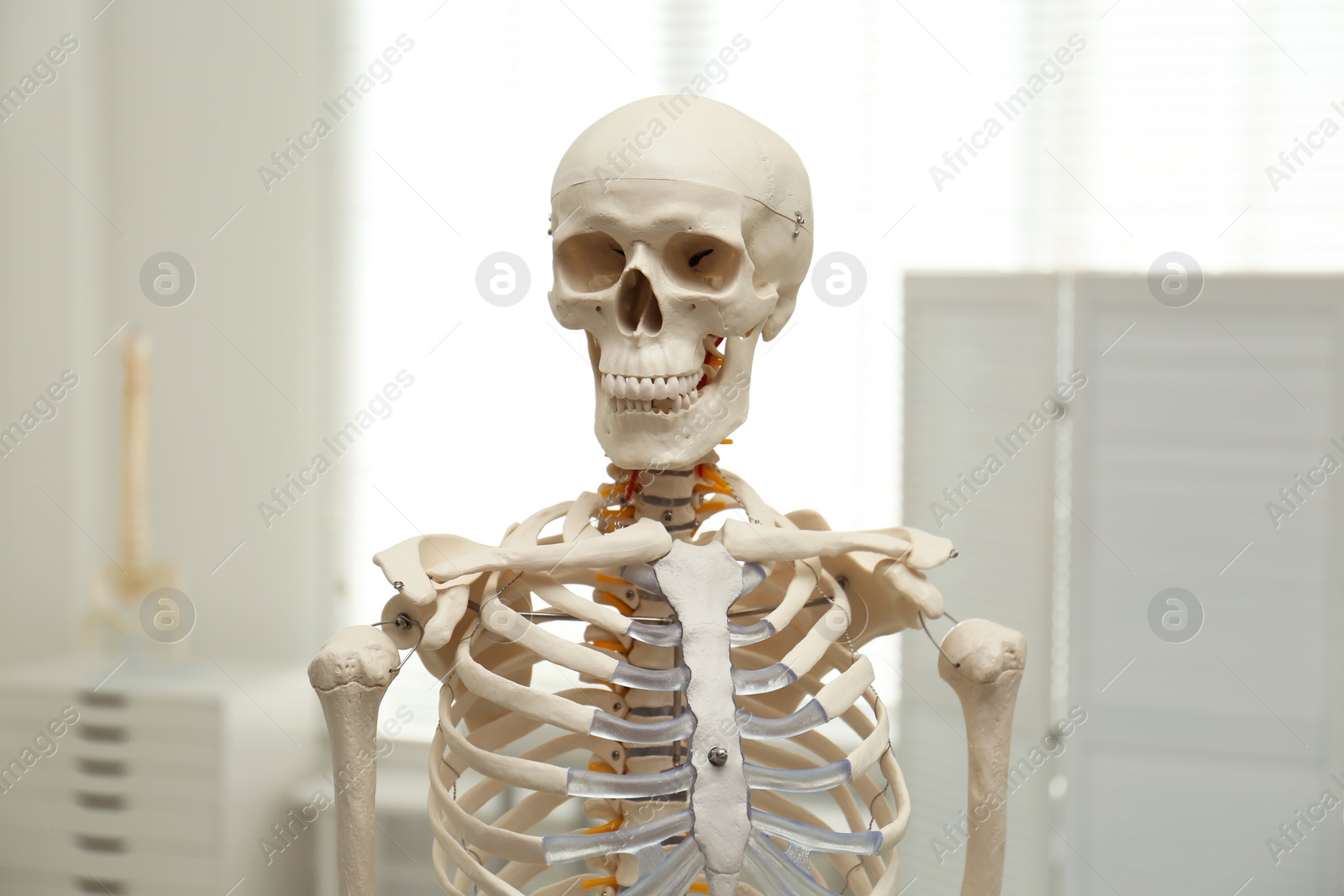 Photo of Human skeleton model in modern orthopedist's office