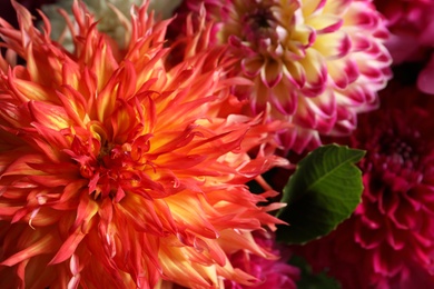 Photo of Beautiful blooming dahlia flowers as background, closeup