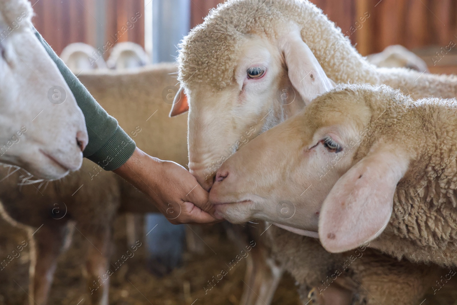 Photo of Man feeding sheep on farm, closeup. Cute animals