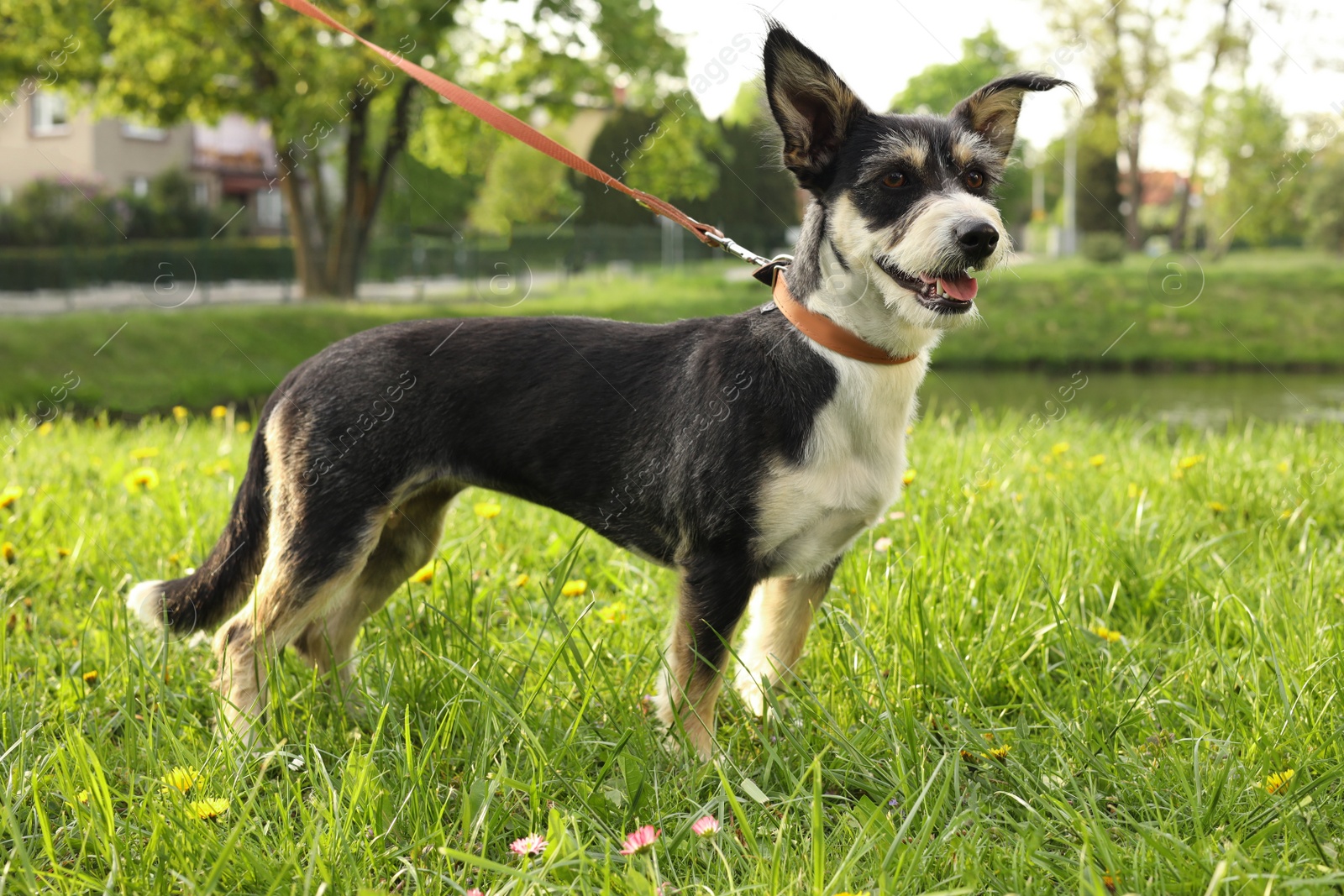 Photo of Cute dog with leash on green grass in park