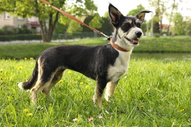 Cute dog with leash on green grass in park