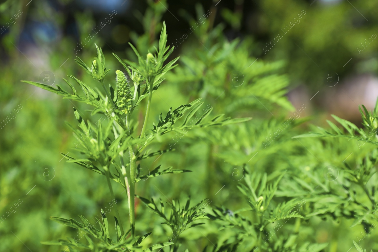 Photo of Blooming ragweed plant (Ambrosia genus) outdoors, closeup. Seasonal allergy