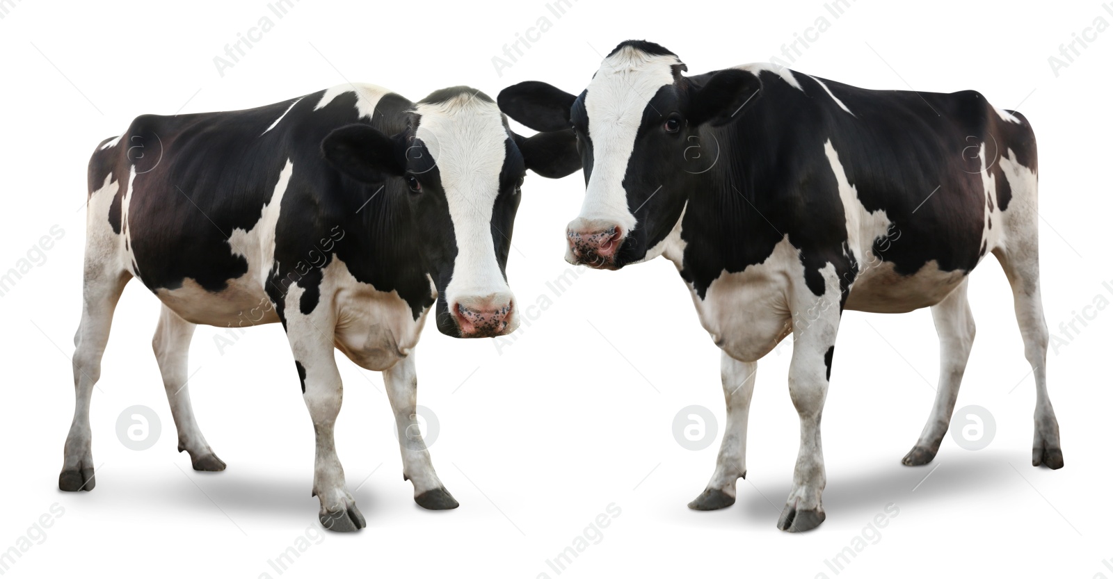 Image of Cute cows on white background. Animal husbandry