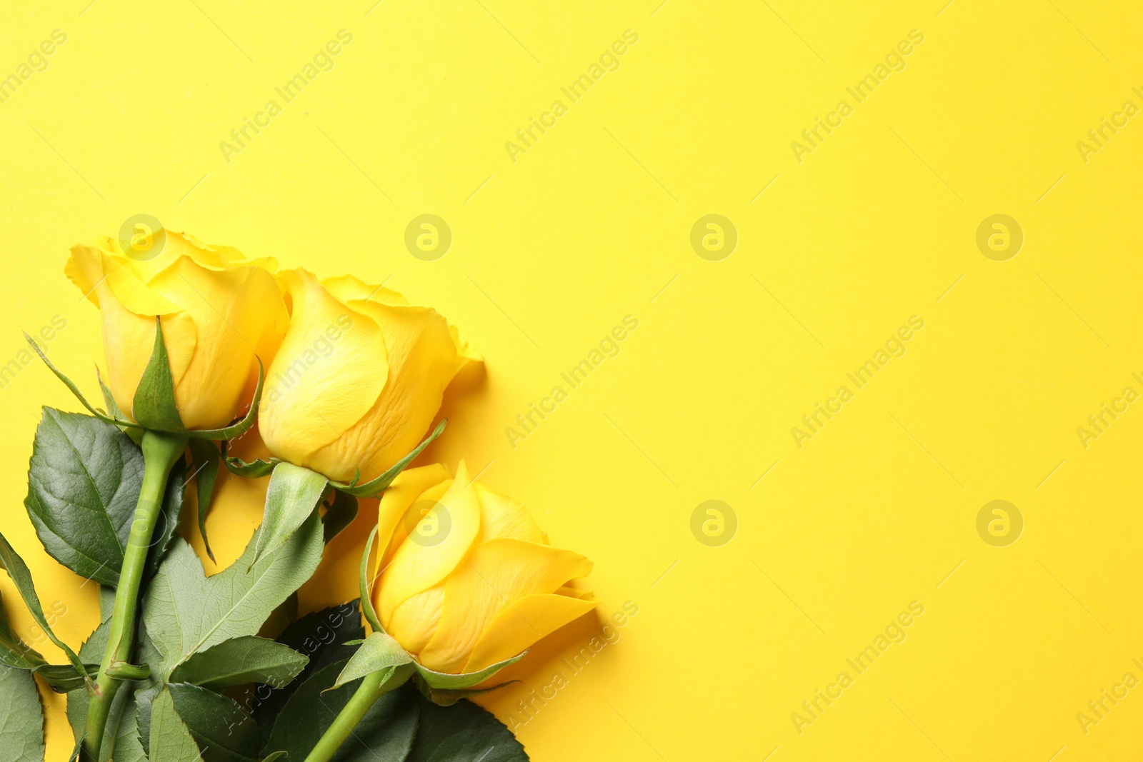 Photo of Beautiful roses on yellow background, flat lay. Space for text