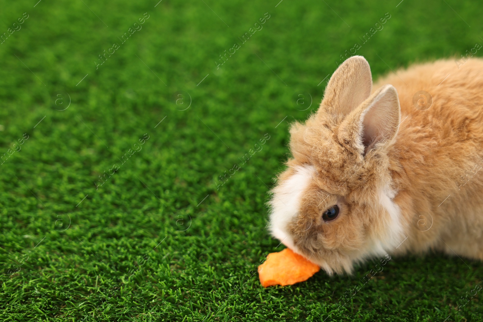 Photo of Cute little rabbit eating carrot on grass. Space for text